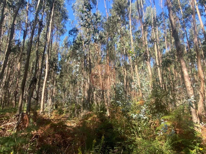 Terreno para Venda em Santa Maria, São Pedro e Sobral da Lagoa Foto 7