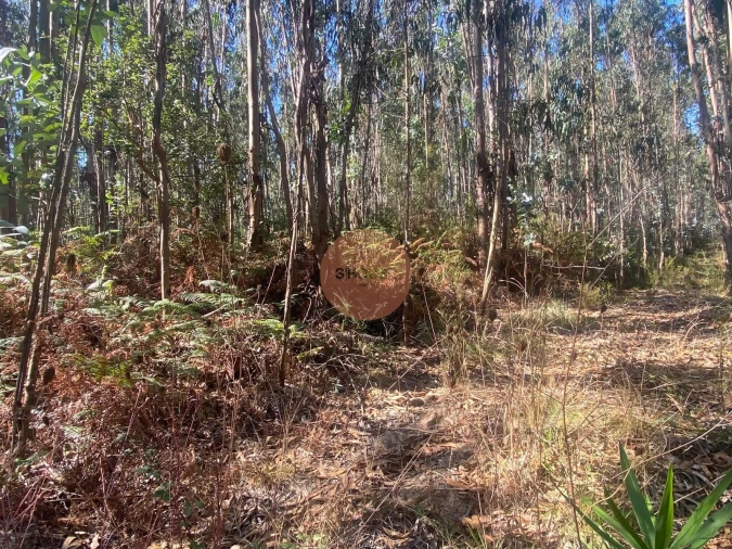 Terreno para Venda em Santa Maria, São Pedro e Sobral da Lagoa Foto 10