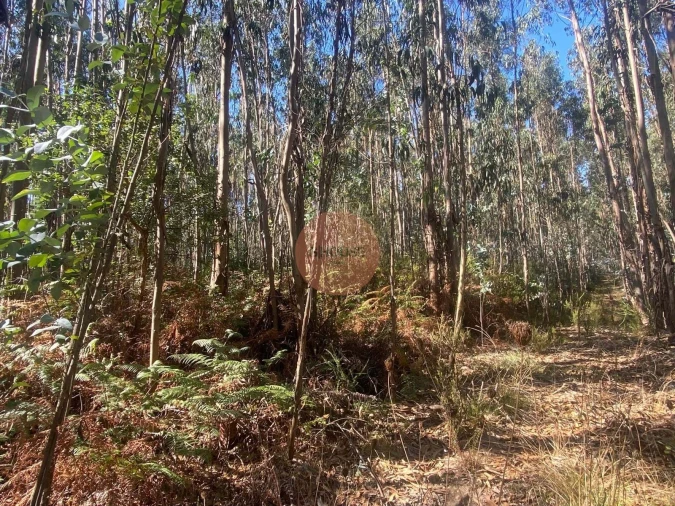 Terreno para Venda em Santa Maria, São Pedro e Sobral da Lagoa Foto 9