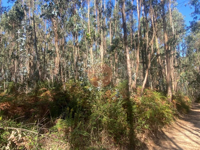 Terreno para Venda em Santa Maria, São Pedro e Sobral da Lagoa Foto 8