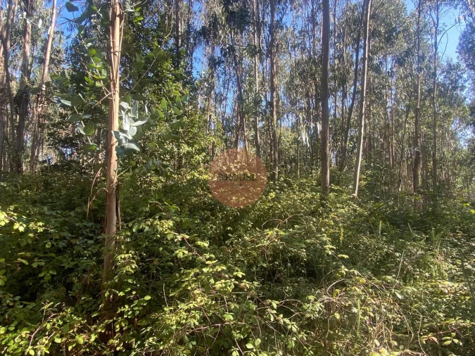 Terreno para Venda em Santa Maria, São Pedro e Sobral da Lagoa Foto 17