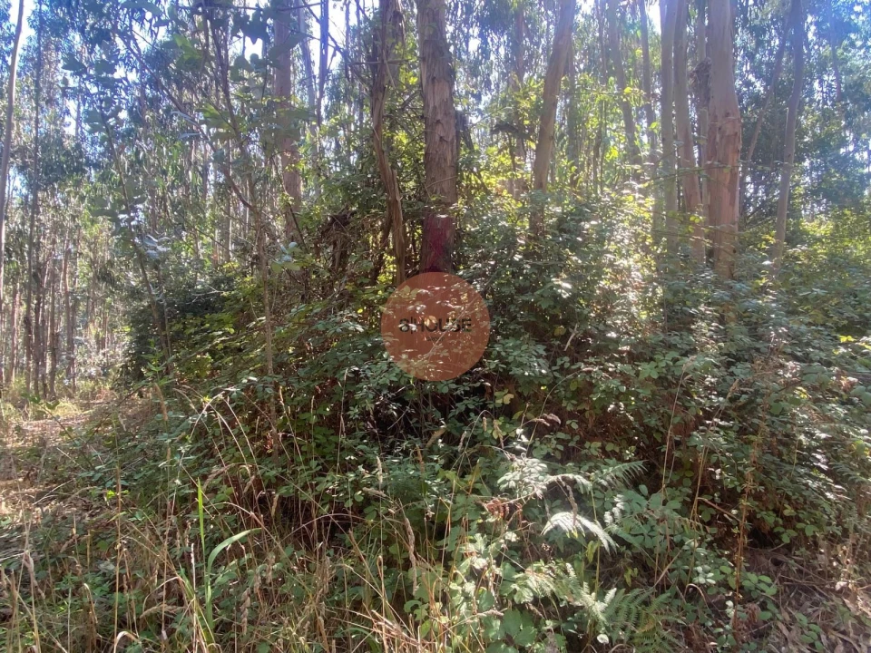 Terreno para Venda em Santa Maria, São Pedro e Sobral da Lagoa Foto 14