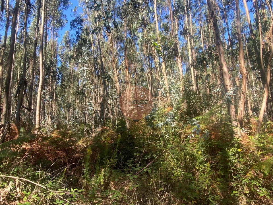 Terreno para Venda em Santa Maria, São Pedro e Sobral da Lagoa Foto 6