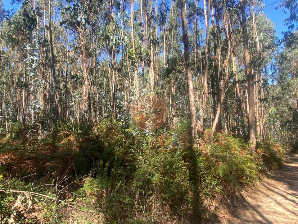 Terreno para Venda em Santa Maria, São Pedro e Sobral da Lagoa Foto 8