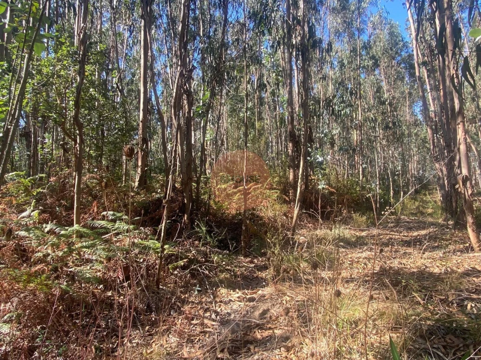 Terreno para Venda em Santa Maria, São Pedro e Sobral da Lagoa Foto 12