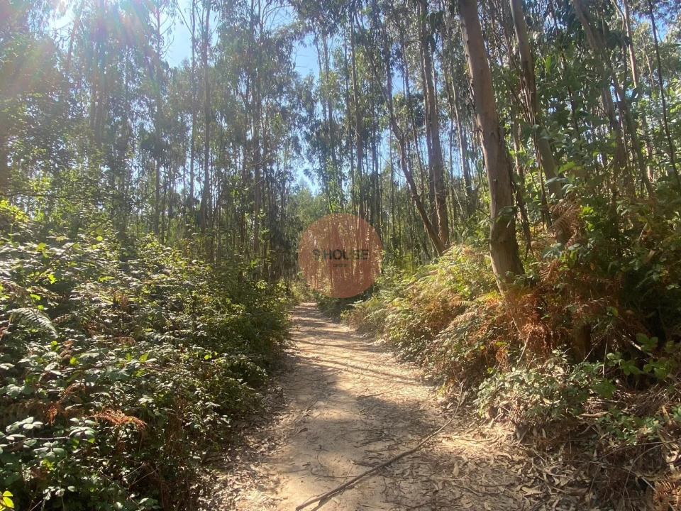 Terreno para Venda em Santa Maria, São Pedro e Sobral da Lagoa Foto 16