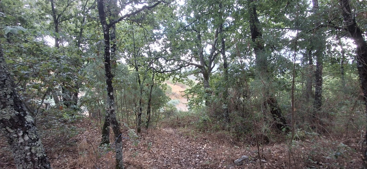 Quinta T0 para Venda em Santiago de Cassurrães e Póvoa de Cervães Foto 13