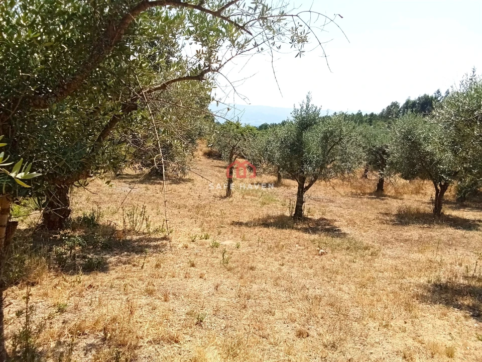 Quinta T0 para Venda em Santiago de Cassurrães e Póvoa de Cervães Foto 2