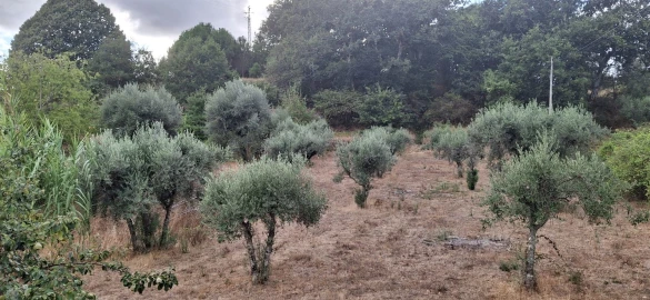Quinta T0 para Venda em Santiago de Cassurrães e Póvoa de Cervães
