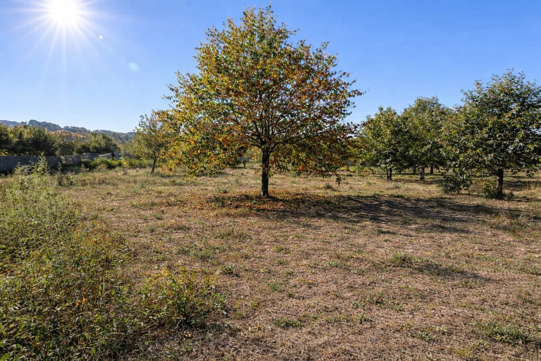 Terreno para Venda em Paços de Ferreira Foto 4
