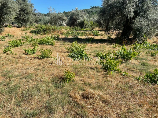 Terreno Agricola ou Rústico para Venda em Santar e Moreira Foto 3