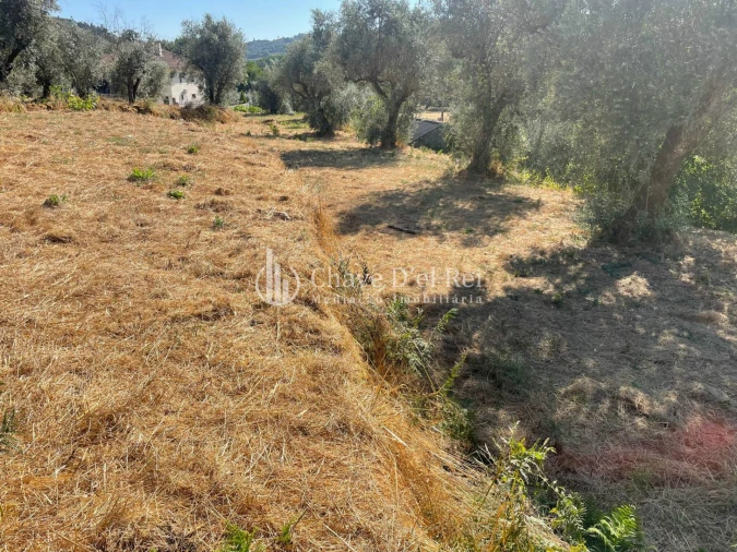 Terreno Agricola ou Rústico para Venda em Santar e Moreira Foto 5