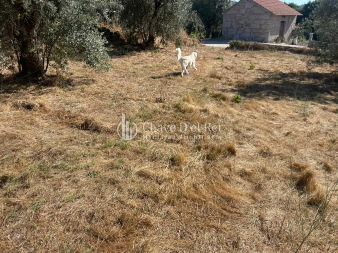 Terreno Agricola ou Rústico para Venda em Santar e Moreira Foto 6