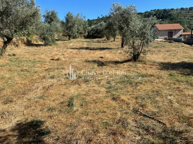 Terreno Agricola ou Rústico para Venda em Santar e Moreira Foto 1