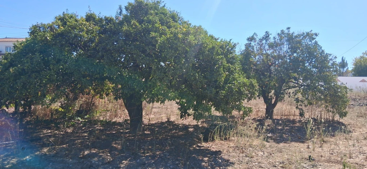 Moradia T0 para Venda em Alpiarça Foto 11