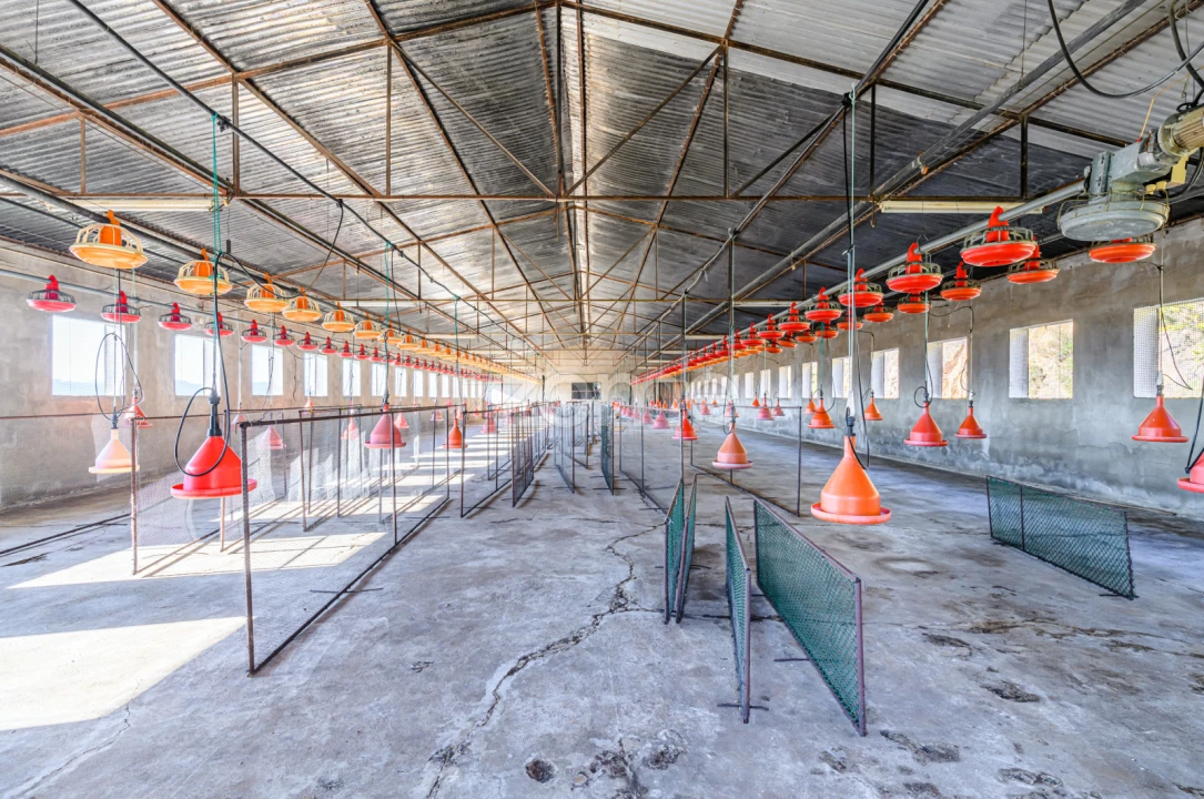 Terreno Comércio / Armazém para Venda em Agrela Foto 29