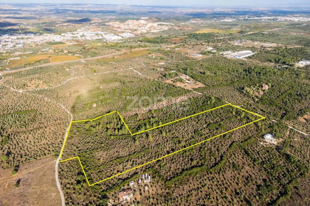 Terreno para Venda em Borba (Matriz) Foto 20