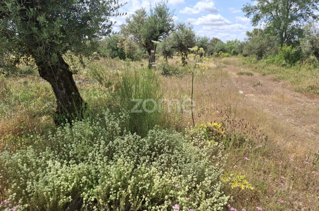 Terreno para Venda em Borba (Matriz) Foto 7
