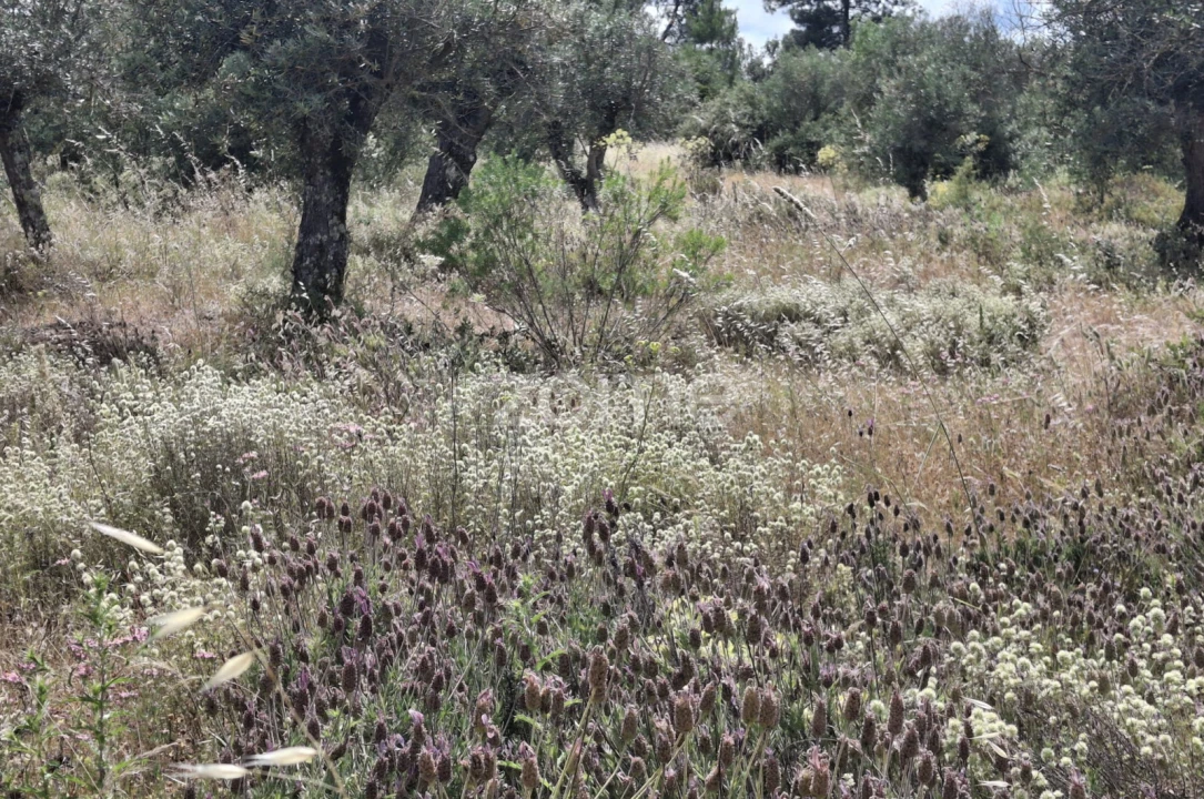 Terreno para Venda em Borba (Matriz) Foto 10