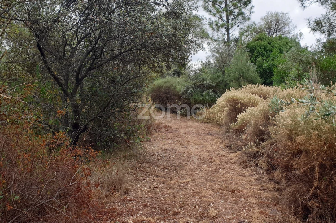 Terreno para Venda em Borba (Matriz) Foto 17