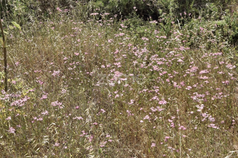 Terreno para Venda em Borba (Matriz) Foto 3