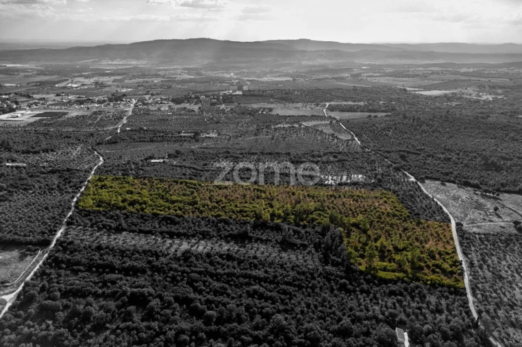 Terreno para Venda em Borba (Matriz) Foto 19