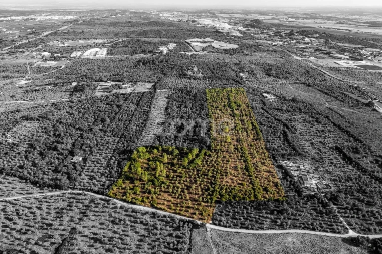 Terreno para Venda em Borba (Matriz) Foto 21