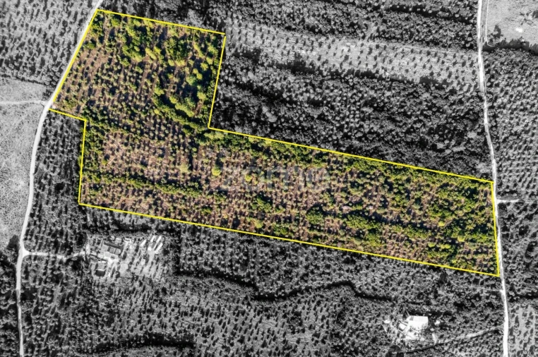 Terreno para Venda em Borba (Matriz) Foto 22