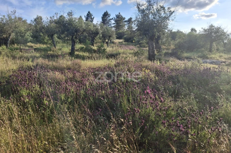 Terreno para Venda em Borba (Matriz) Foto 8