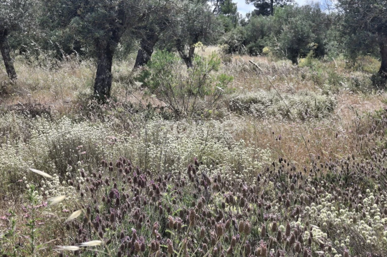 Terreno para Venda em Borba (Matriz) Foto 10
