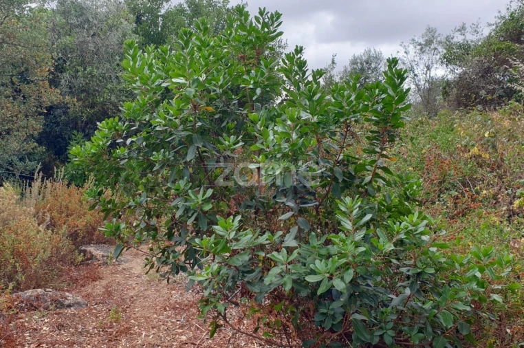 Terreno para Venda em Borba (Matriz) Foto 11