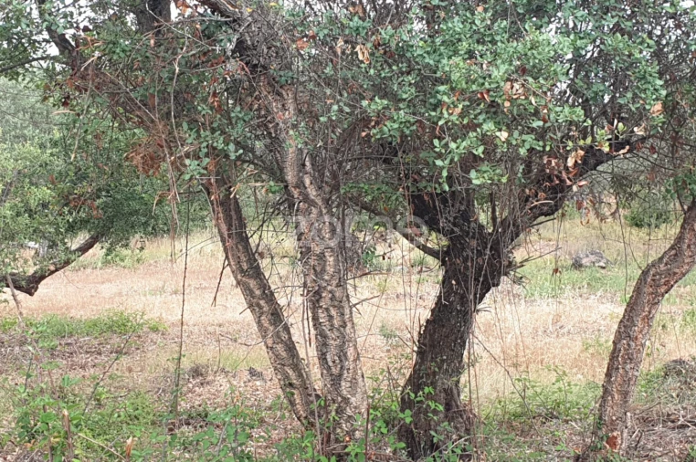 Terreno para Venda em Borba (Matriz) Foto 12