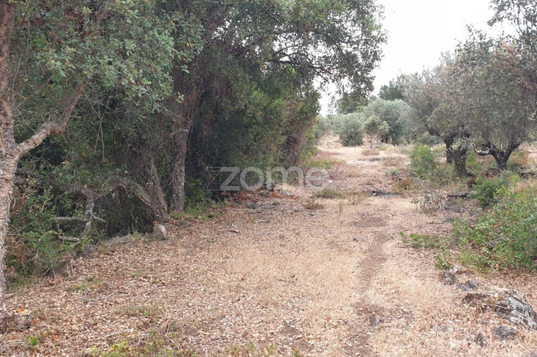 Terreno para Venda em Borba (Matriz) Foto 13