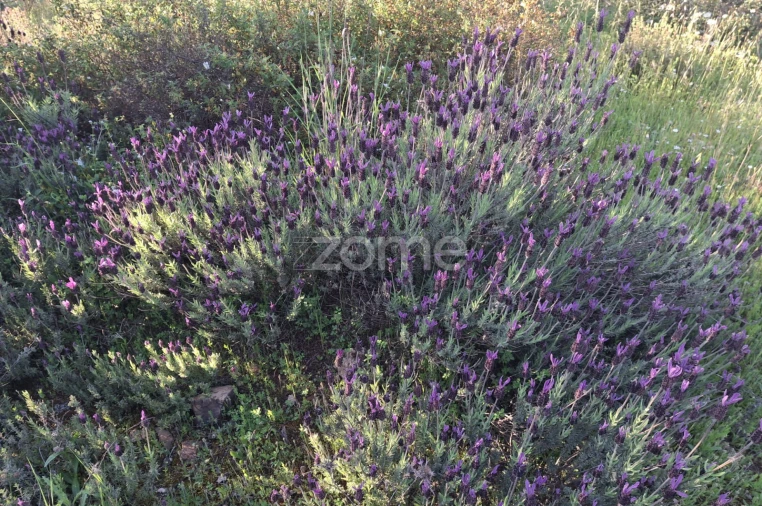 Terreno para Venda em Borba (Matriz) Foto 14