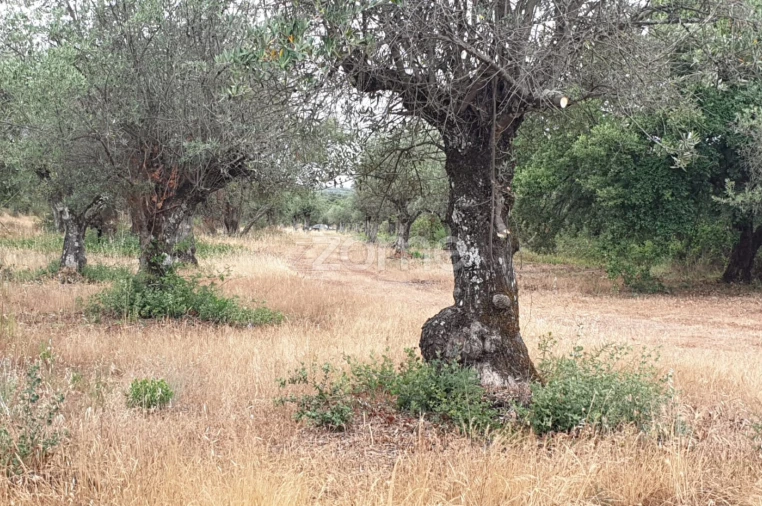 Terreno para Venda em Borba (Matriz) Foto 16