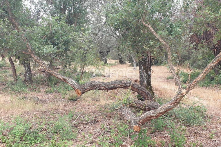 Terreno para Venda em Borba (Matriz) Foto 18