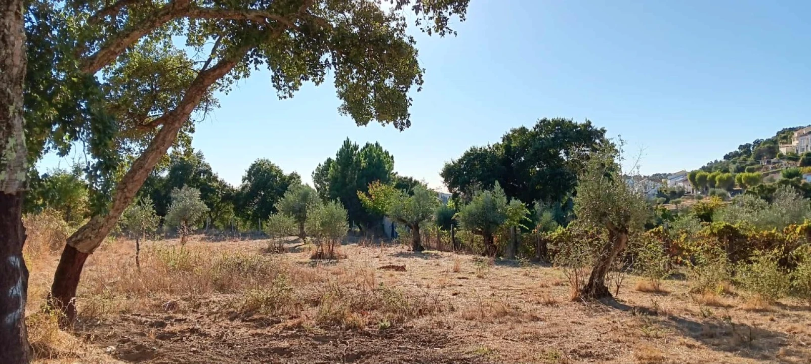 Terreno Agricola ou Rústico para Arrendamento em Mação, Penhascoso e Aboboreira Foto 2