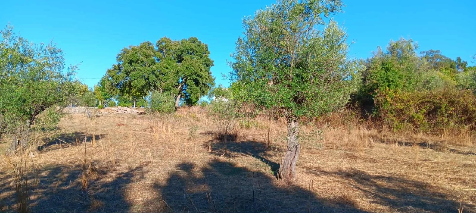 Terreno Agricola ou Rústico para Arrendamento em Mação, Penhascoso e Aboboreira Foto 6