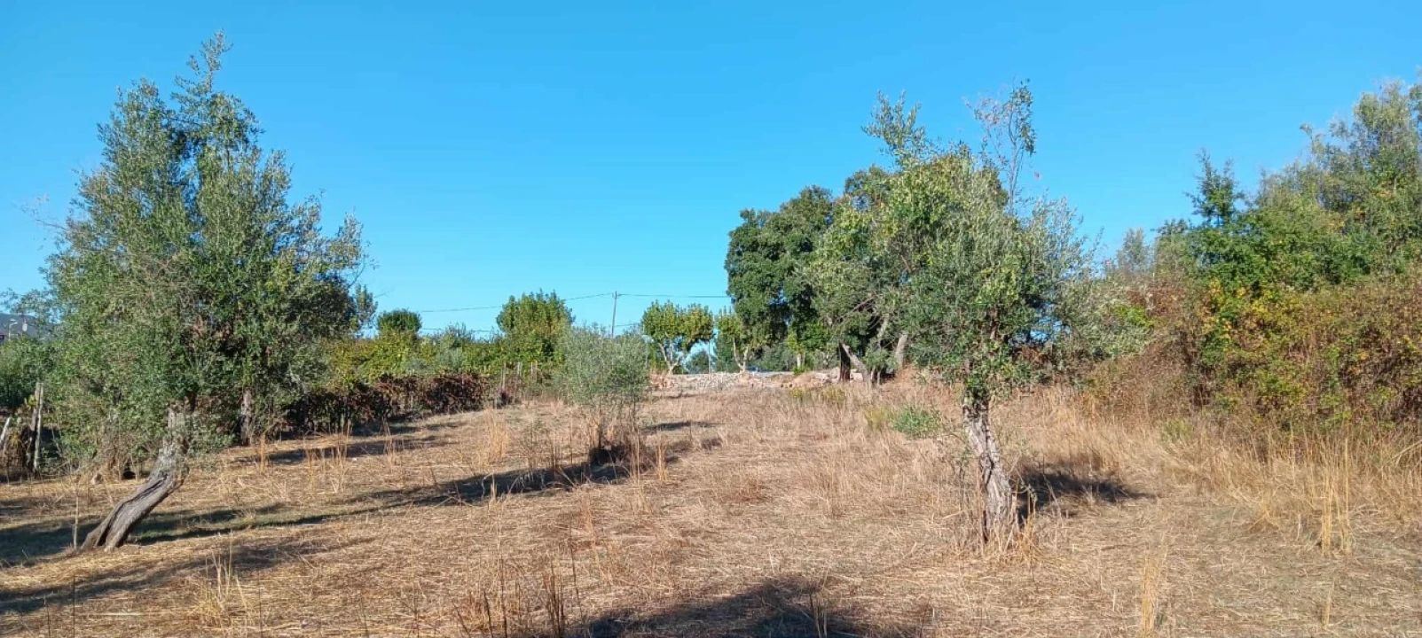 Terreno Agricola ou Rústico para Arrendamento em Mação, Penhascoso e Aboboreira Foto 7
