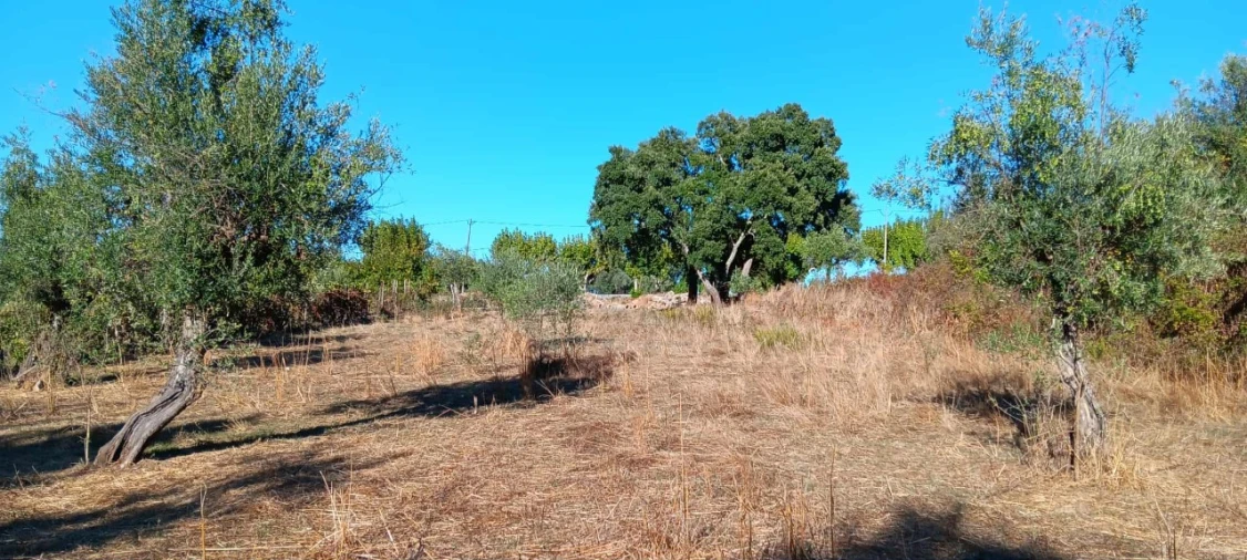 Terreno Agricola ou Rústico para Arrendamento em Mação, Penhascoso e Aboboreira Foto 4