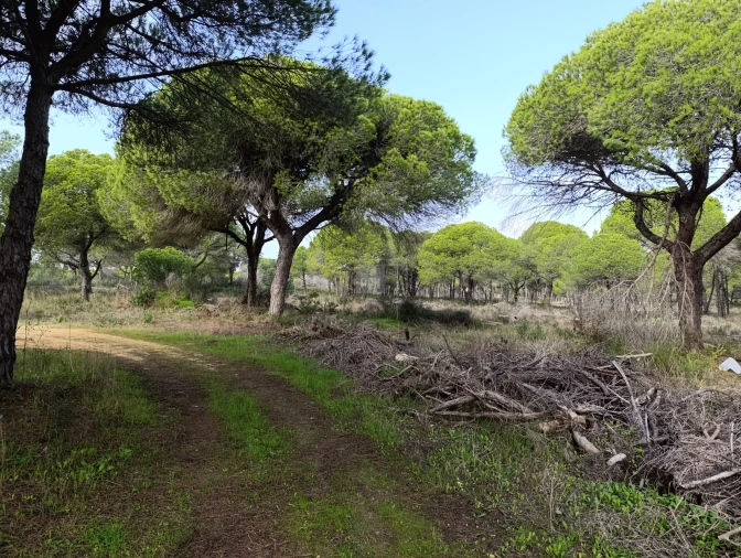 Terreno para Venda em Almancil Foto 6