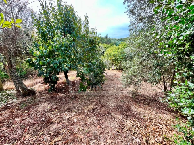 Moradia T4 para Venda em Castanheira de Pêra e Coentral Foto 30