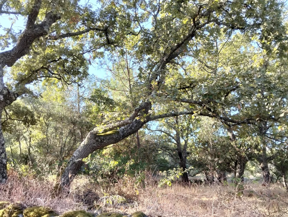 Quinta T6 para Venda em Santa Maria de Marvão Foto 20