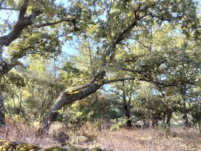 Quinta T6 para Venda em Santa Maria de Marvão Foto 20