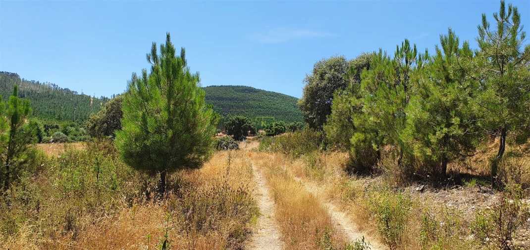 Terreno Agricola ou Rústico para Venda em Aranhas Foto 23