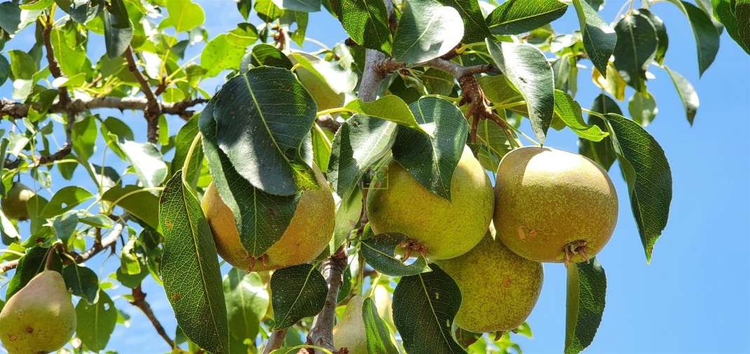 Terreno Agricola ou Rústico para Venda em Aranhas Foto 19