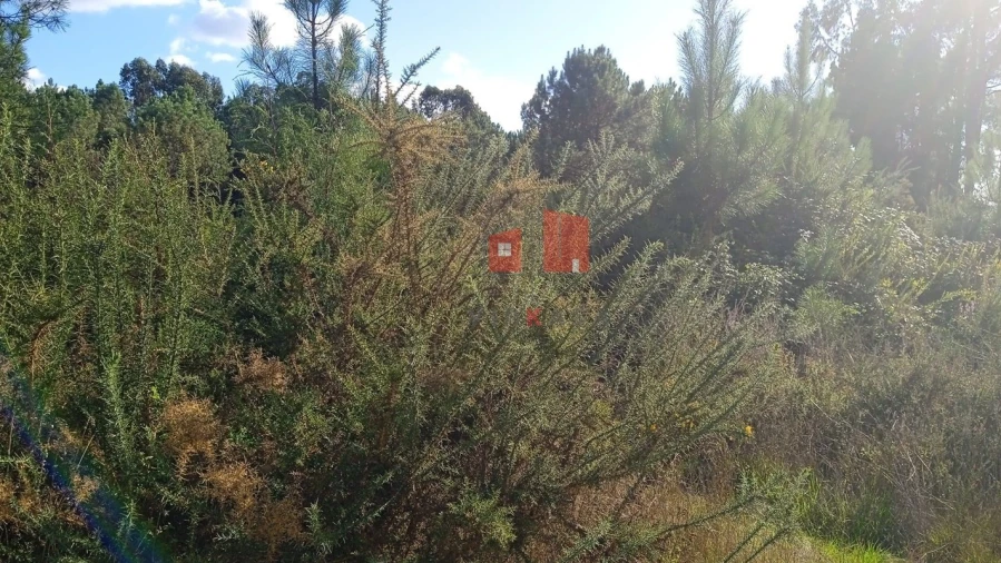 Terreno para Venda em Ucha Foto 2