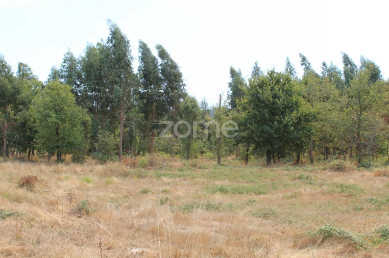 Terreno para Venda em Paranhos Foto 6