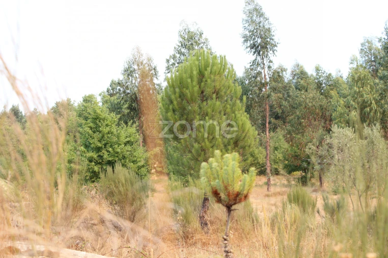 Terreno para Venda em Paranhos Foto 13