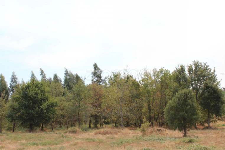 Terreno para Venda em Paranhos Foto 14